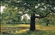 Oaks in Old Peterhof